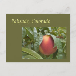 Postal Famosa Palisade Peach on the Tree