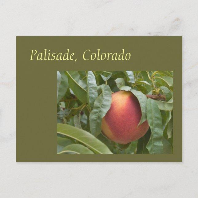 Postal Famosa Palisade Peach on the Tree (Anverso)
