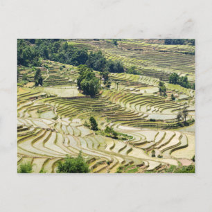 Postal Famosas terrazas de arroz yuanyang - Yunnan, China