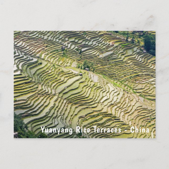 Postal Famosas terrazas de arroz yuanyang - Yunnan, China (Anverso)