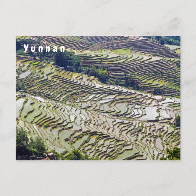 Postal Famosas terrazas de arroz yuanyang - Yunnan, China (Anverso)