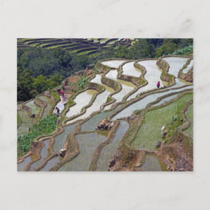 Postal Famosas terrazas de arroz yuanyang - Yunnan, China