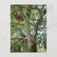 Famoso árbol de amor Saint Augustine Fl