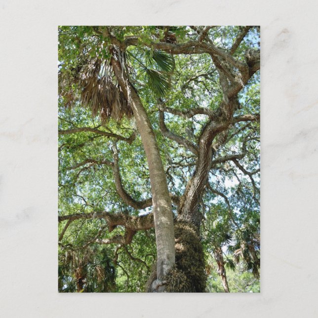 Postal Famoso árbol de amor Saint Augustine Fl (Anverso)