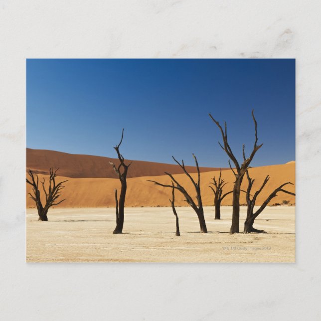 Postal famoso Deadvlei con árboles muertos, desierto 3 (Anverso)