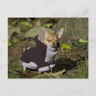 Postal Fancy Chihuahua