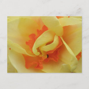 Postal Fancy Daffodil Postcard