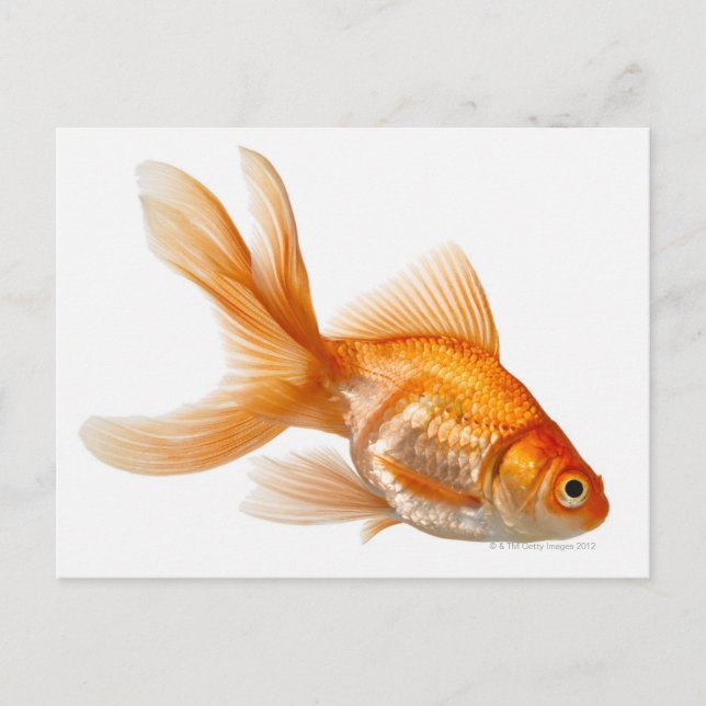 Postal Fancy Goldfish (Anverso)