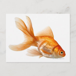 Postal Fancy Goldfish