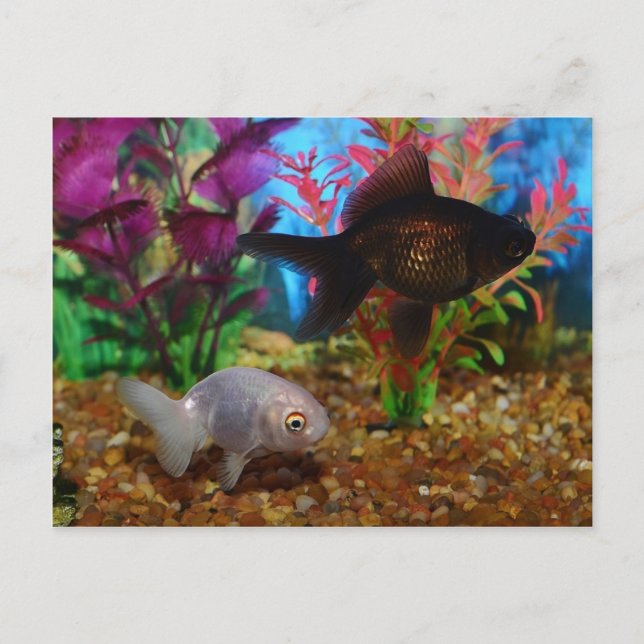 Postal Fancy Goldfish Lionhead Black Moor (Anverso)