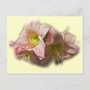 Postal Fancy Pink Daylilies