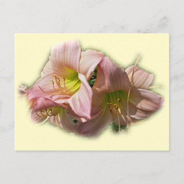 Postal Fancy Pink Daylilies (Anverso)