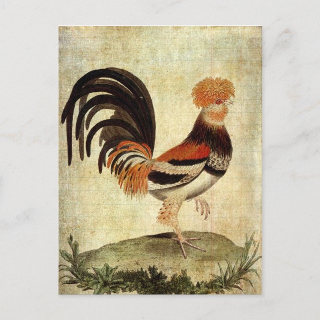 Postal Fancy Rooster (Anverso)