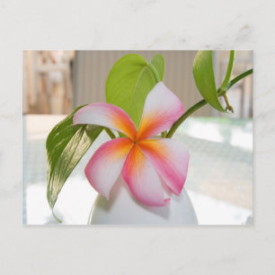 Postal Fangi Panni Post Card