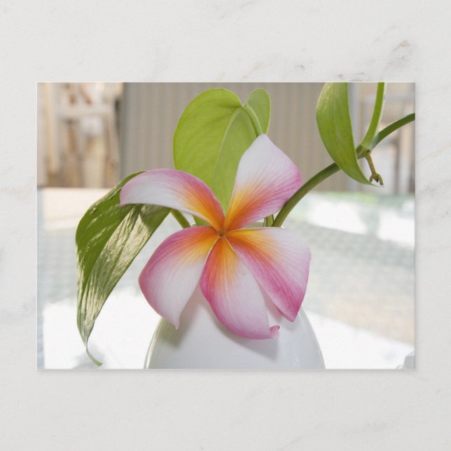 Postal Fangi Panni Post Card (Anverso)