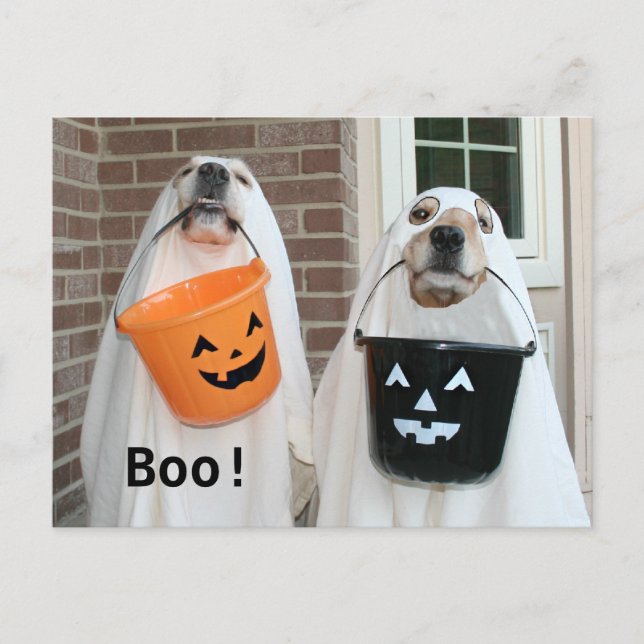 Postal Fantasmas de Halloween de Golden Retriever (Anverso)