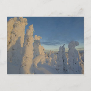 Postal Fantasmas de nieve al atardecer en Whitefish Mount