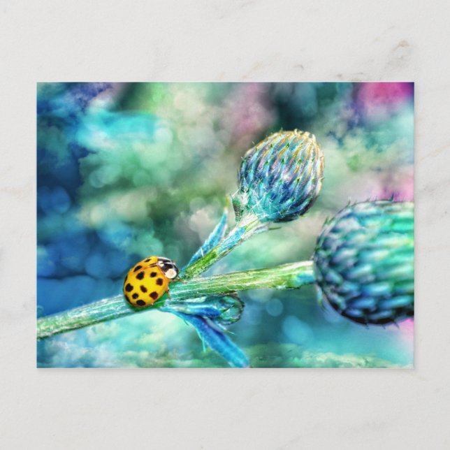 Postal Fantastischer Marienkäfer (Anverso)