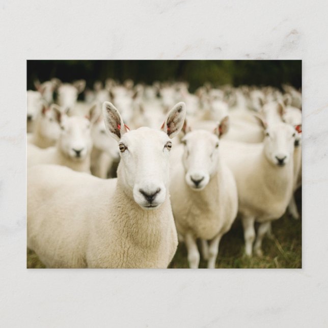 Postal Farms | Herd of Sheep (Anverso)