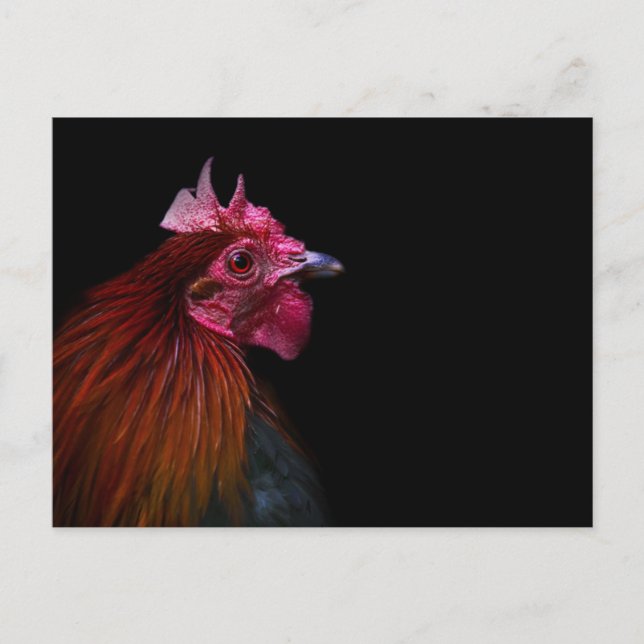 Postal Farms | Rooster Head Shot (Anverso)