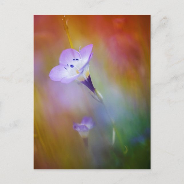 Postal Faro Old Point Loma | Monumento al Cabrillo (Anverso)