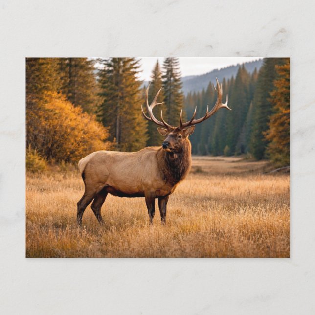 Postal Fauna Bosque Majestuoso de Alces (Anverso)