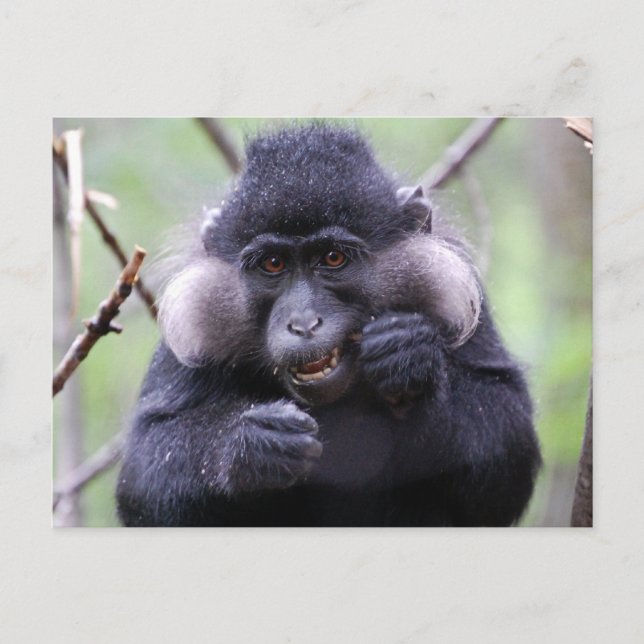 Postal Fauna cutánea (Anverso)