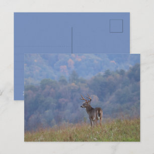 Postal Fauna de Cades Cove - Grandes Montañas Humeantes