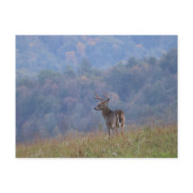 Fauna de Cades Cove - Grandes Montañas Humeantes