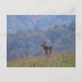 Postal Fauna de Cades Cove - Grandes Montañas Humeantes