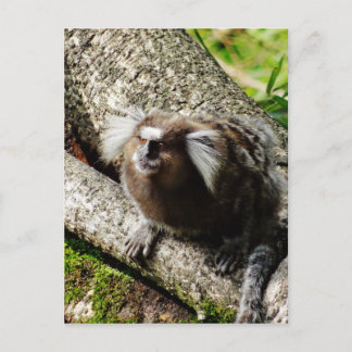 Postal Fauna en Río