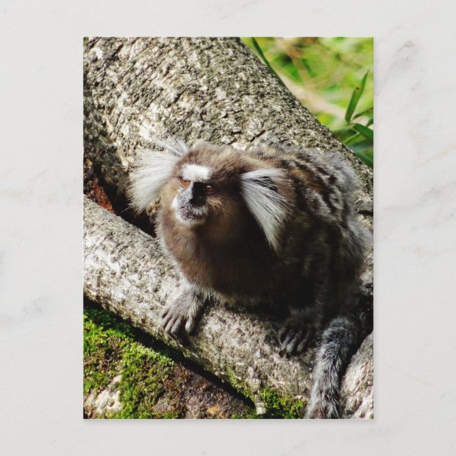 Postal Fauna en Río (Anverso)