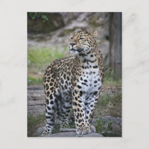 Postal Fauna Leopardo Mirando Lejos
