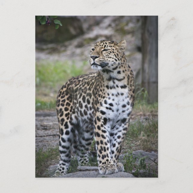 Postal Fauna Leopardo Mirando Lejos (Anverso)