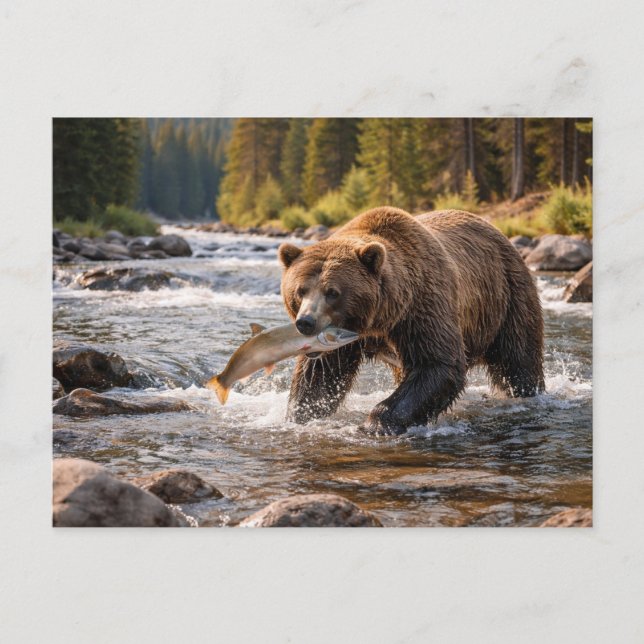 Postal Fauna Oso Pardo Atrapando Pescado (Anverso)
