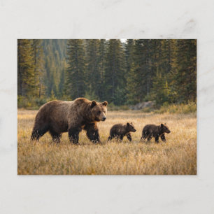Postal Fauna Oso Pardo y Cachorros
