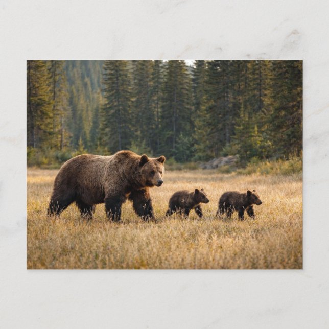 Postal Fauna Oso Pardo y Cachorros (Anverso)