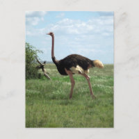 Fauna silvestre africana de avestruz