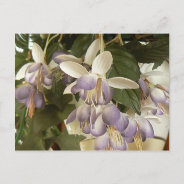 Postal Faux Fuschia (Anverso)