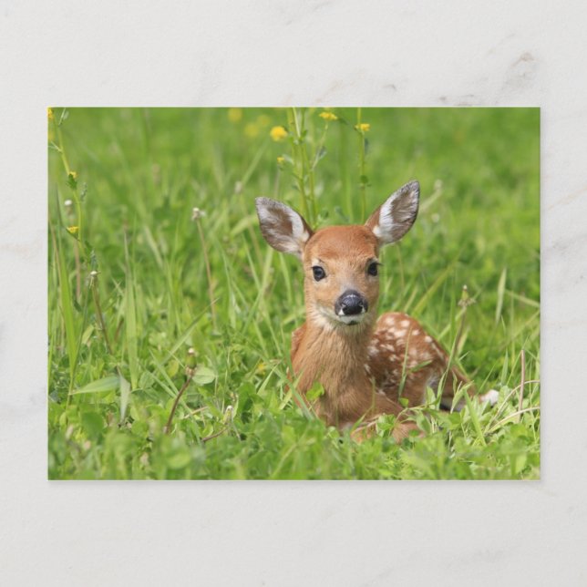 Postal Fawn (Anverso)