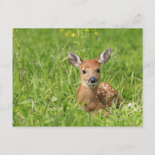Postal Fawn