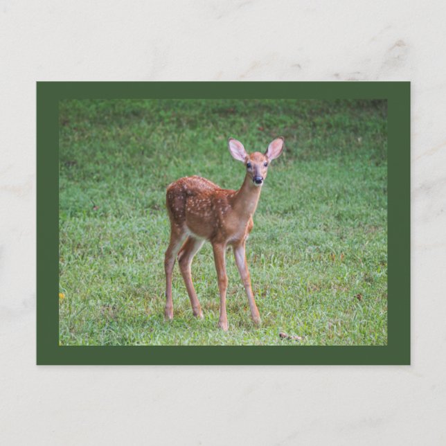 Postal Fawn (Anverso)