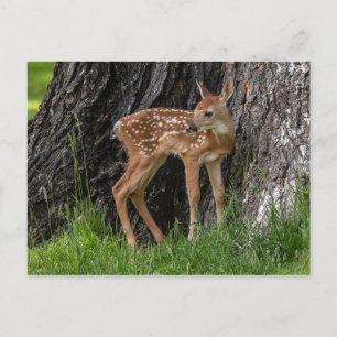 Postal Fawn