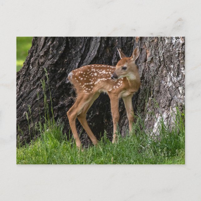 Postal Fawn (Anverso)