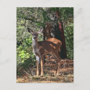 POSTAL FAWN #2