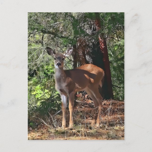 POSTAL FAWN #2 (Anverso)