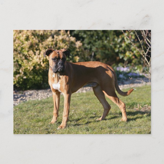 Postal Fawn Boxer Dog Standing (Anverso)