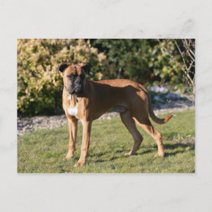 Postal Fawn Boxer Dog Standing