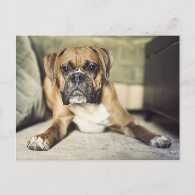 Postal Fawn Boxer Pup (Anverso)