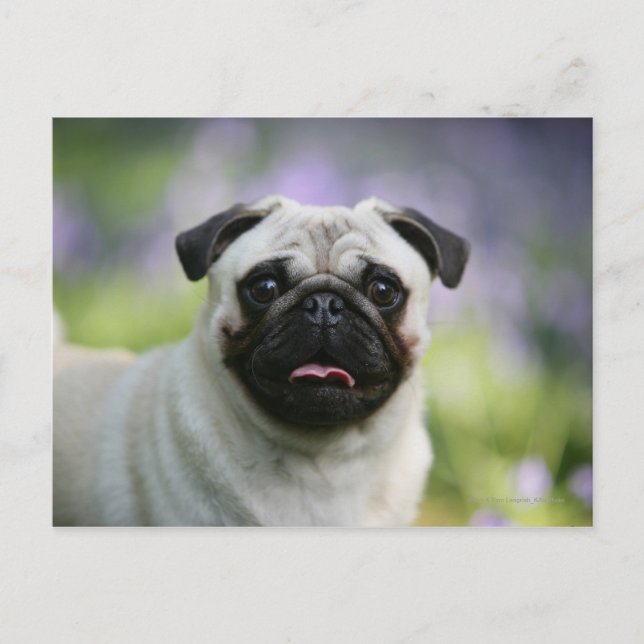 Postal Fawn Pug en alerta (Anverso)